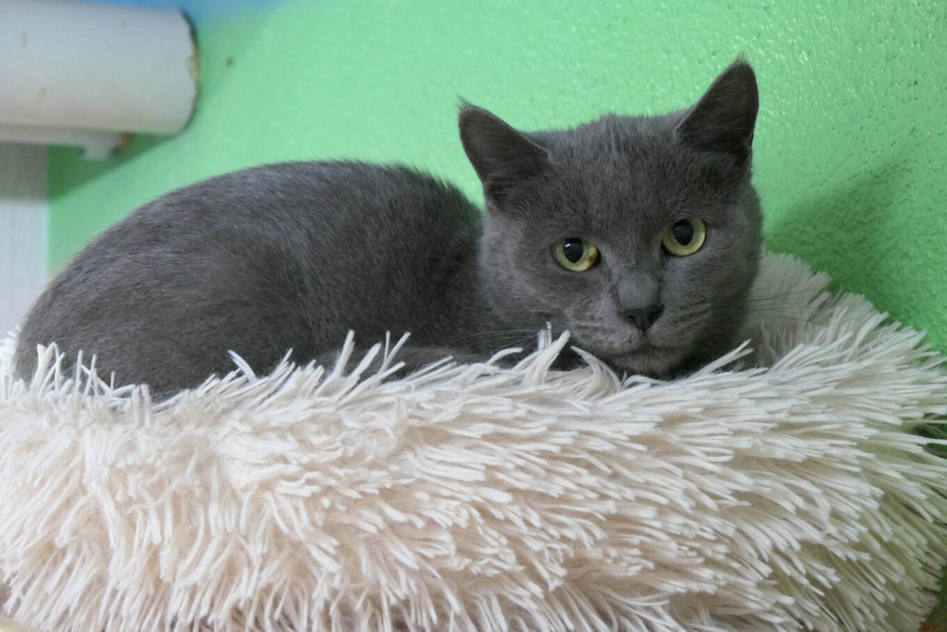 Suki