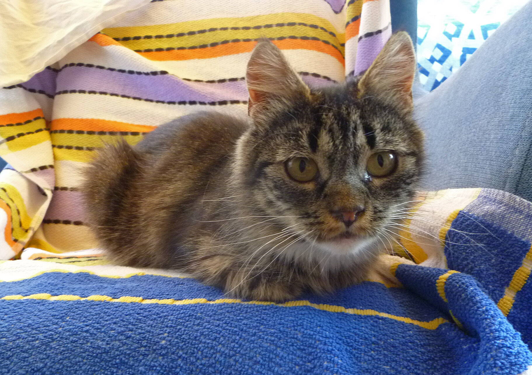 Lucy
