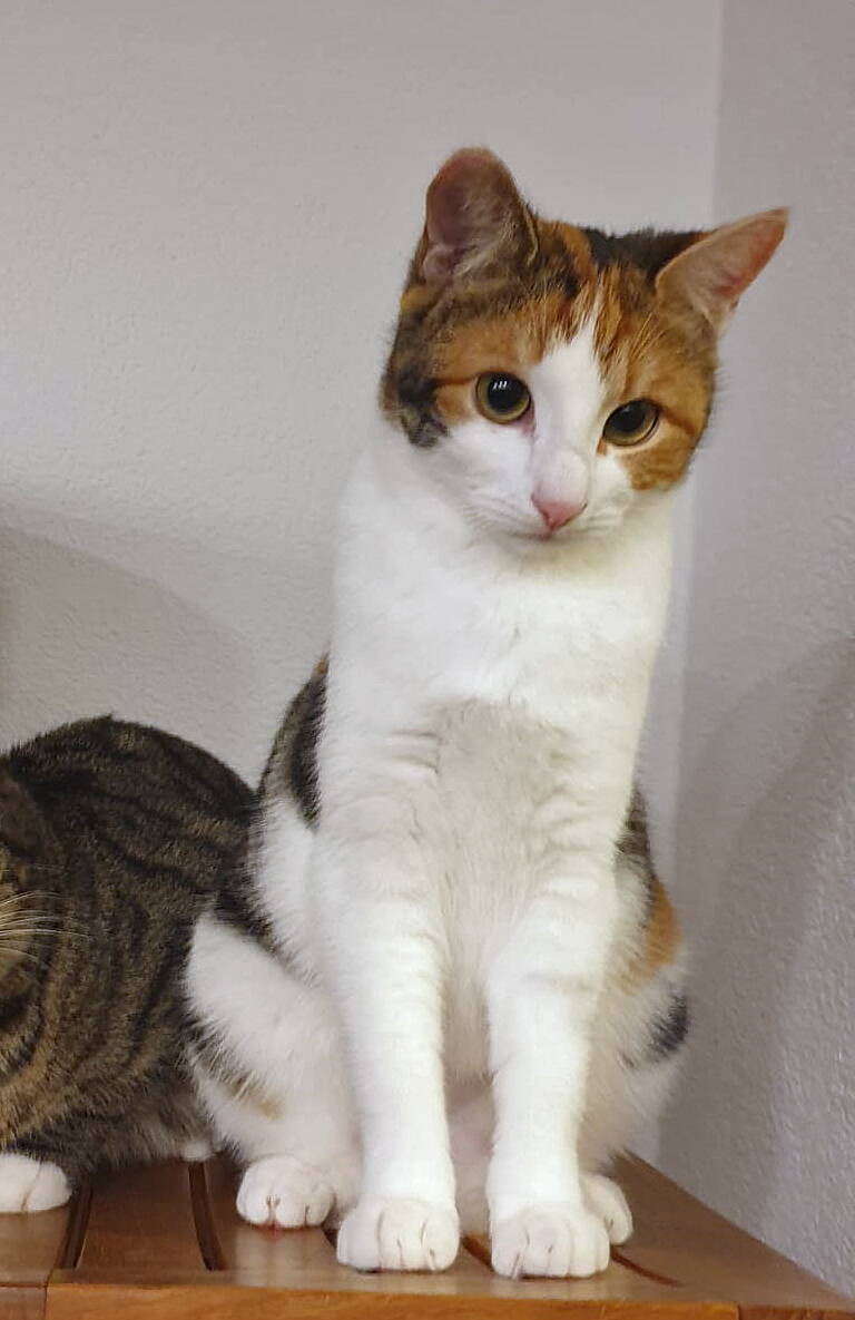 Mika