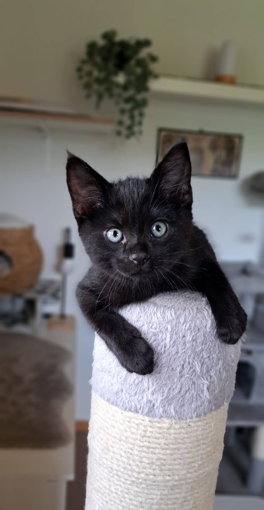 Loki