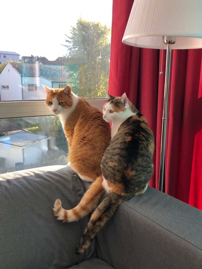 Akira und Lucky