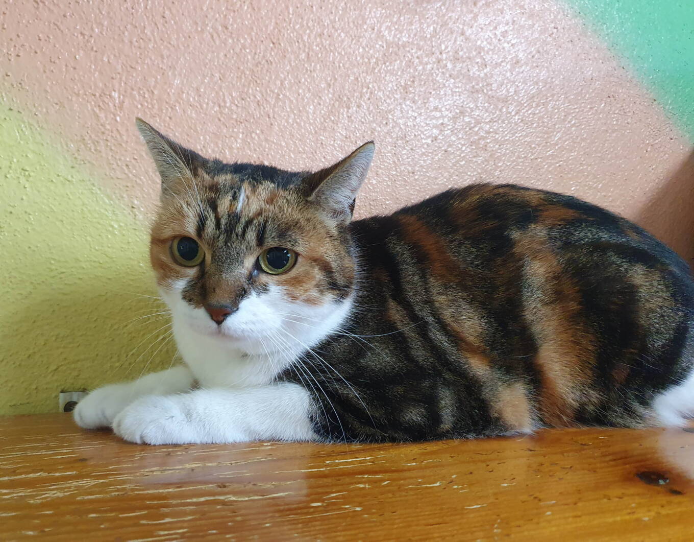 Lolita