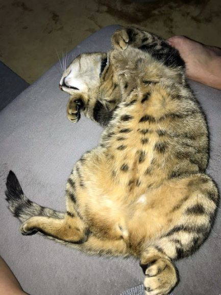 Dinozzo