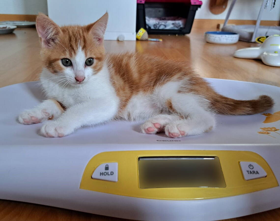 Lani