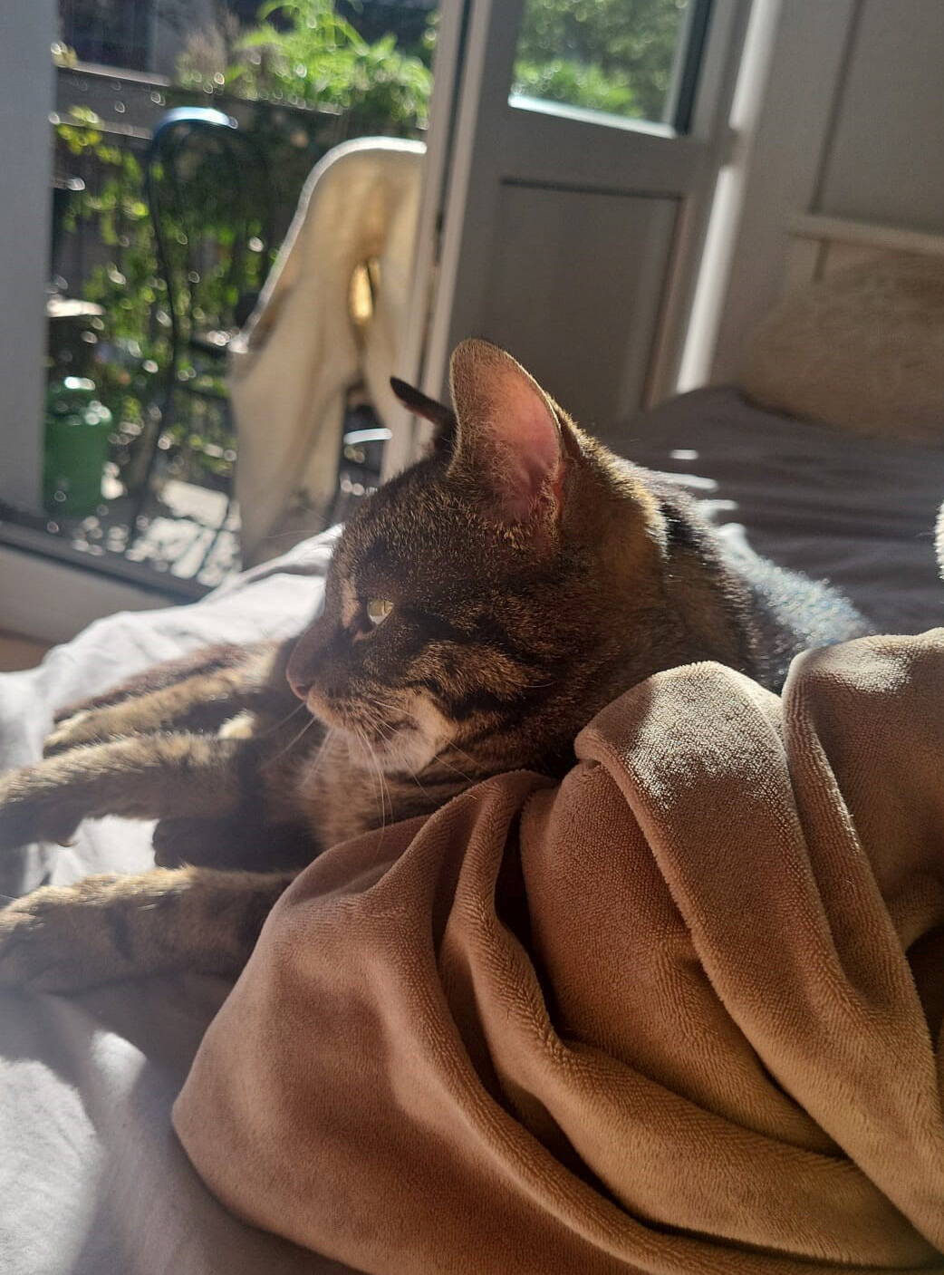 Böhneli
