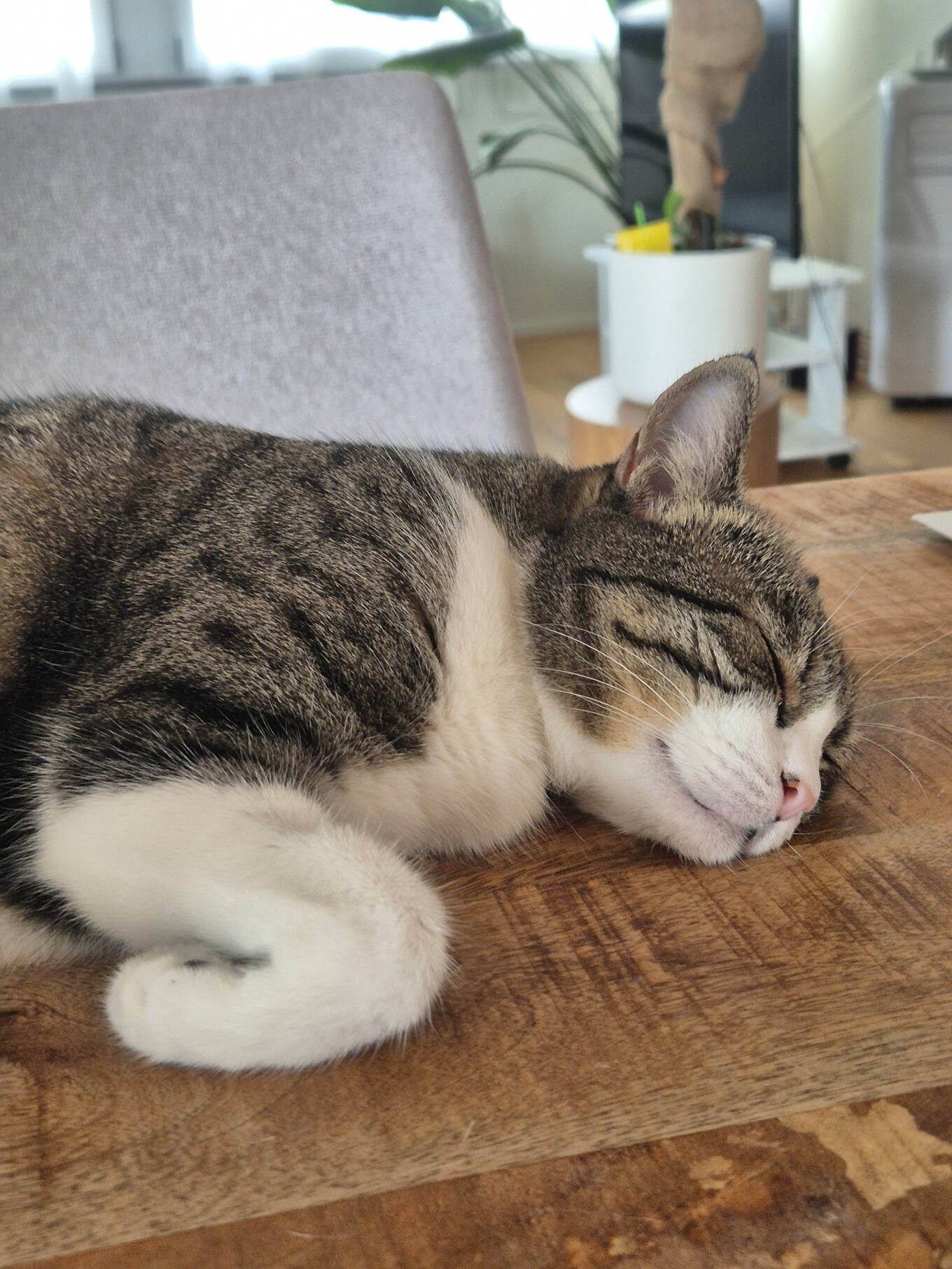 Flöckli