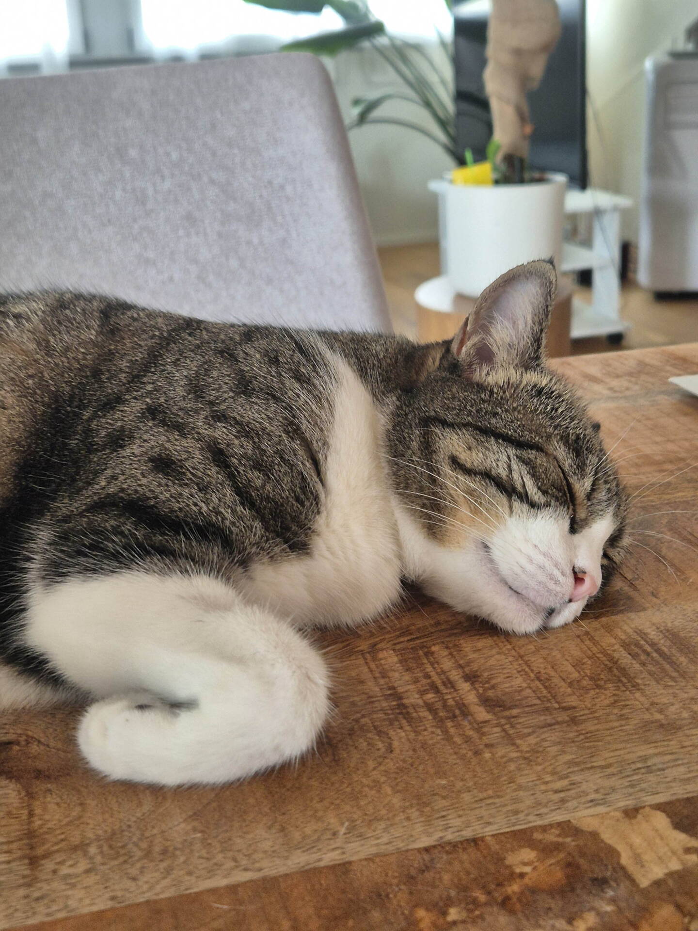 Flöckli
