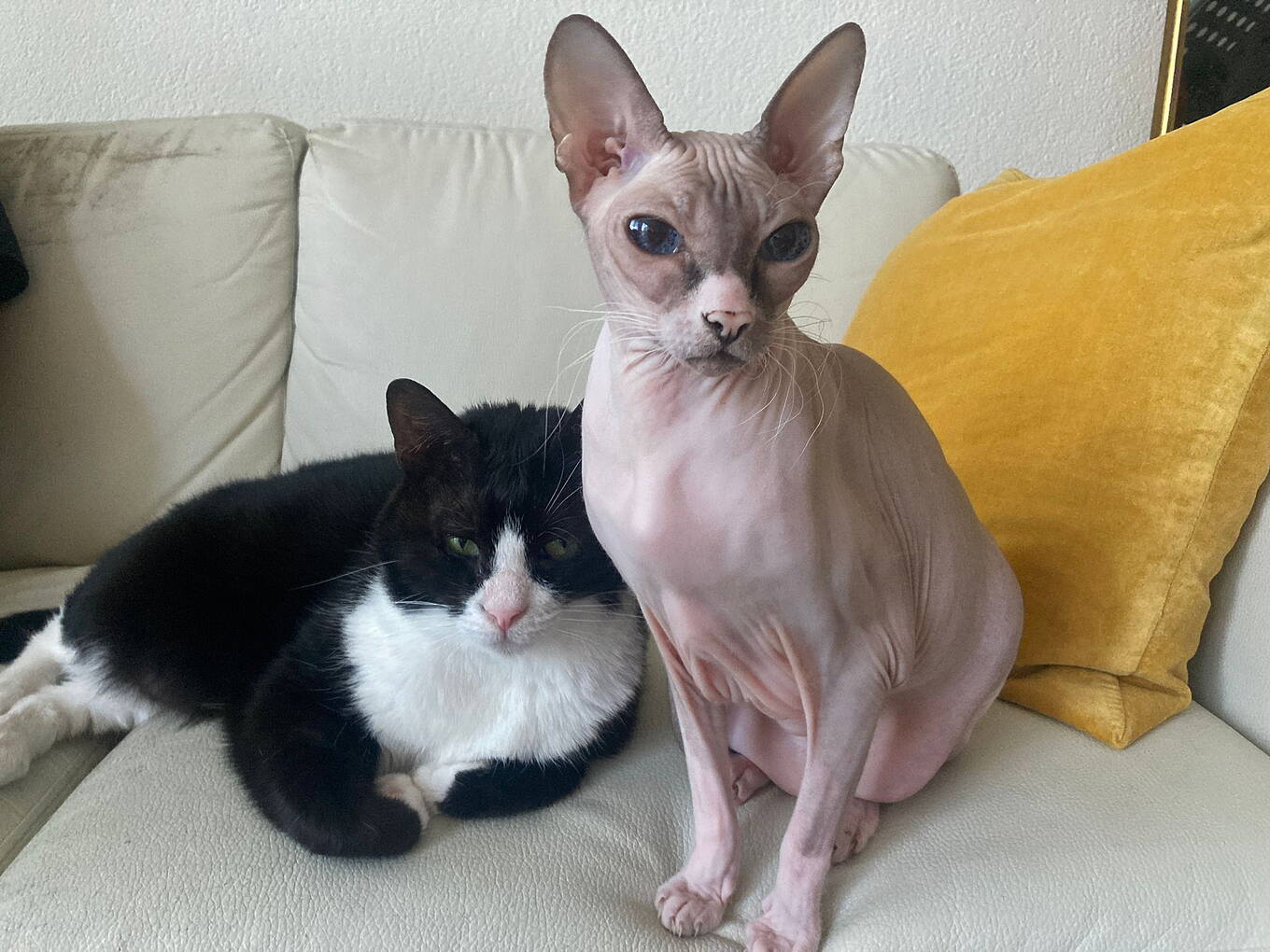 Nala und Zira