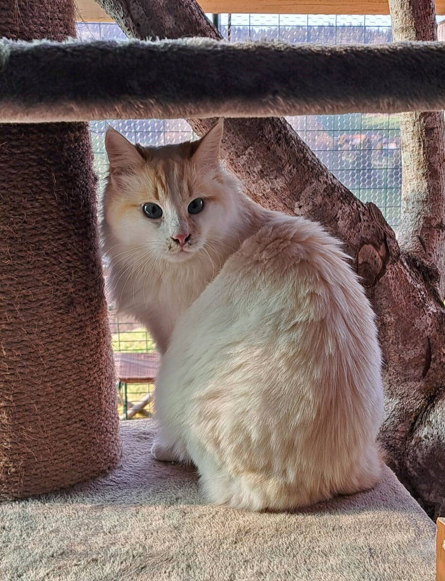 Masha