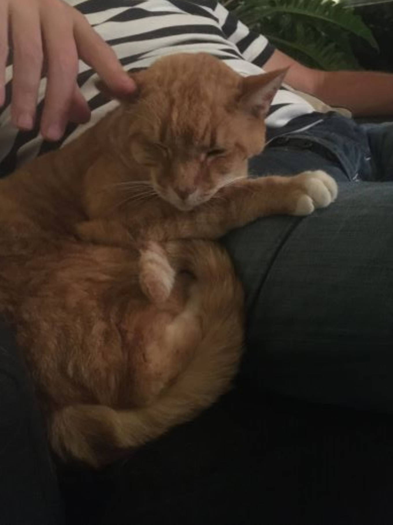 Leonardo