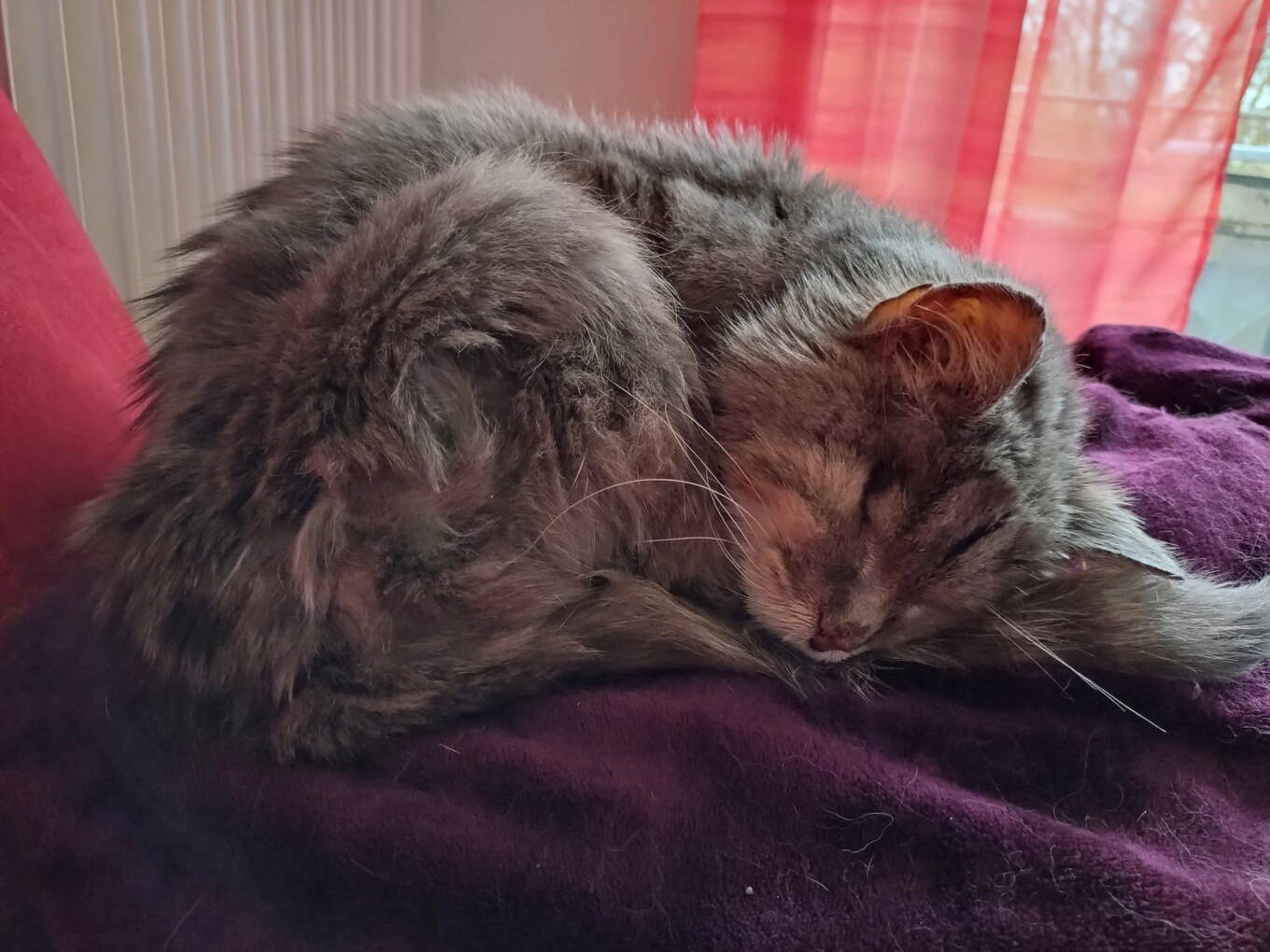 Pippa