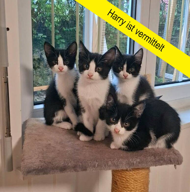 Ginny, Harry, Hermine und Luna