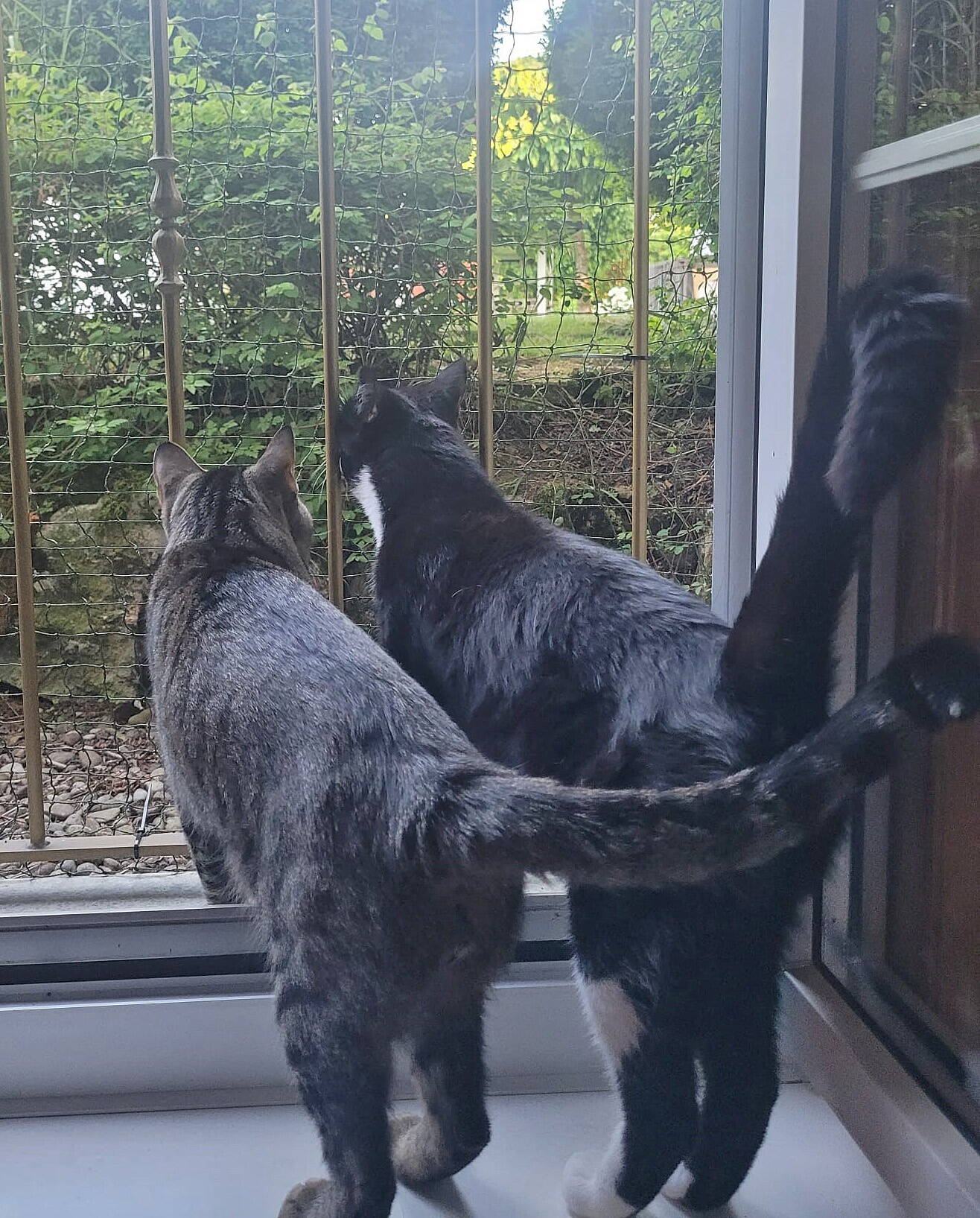 Mogli und Simba