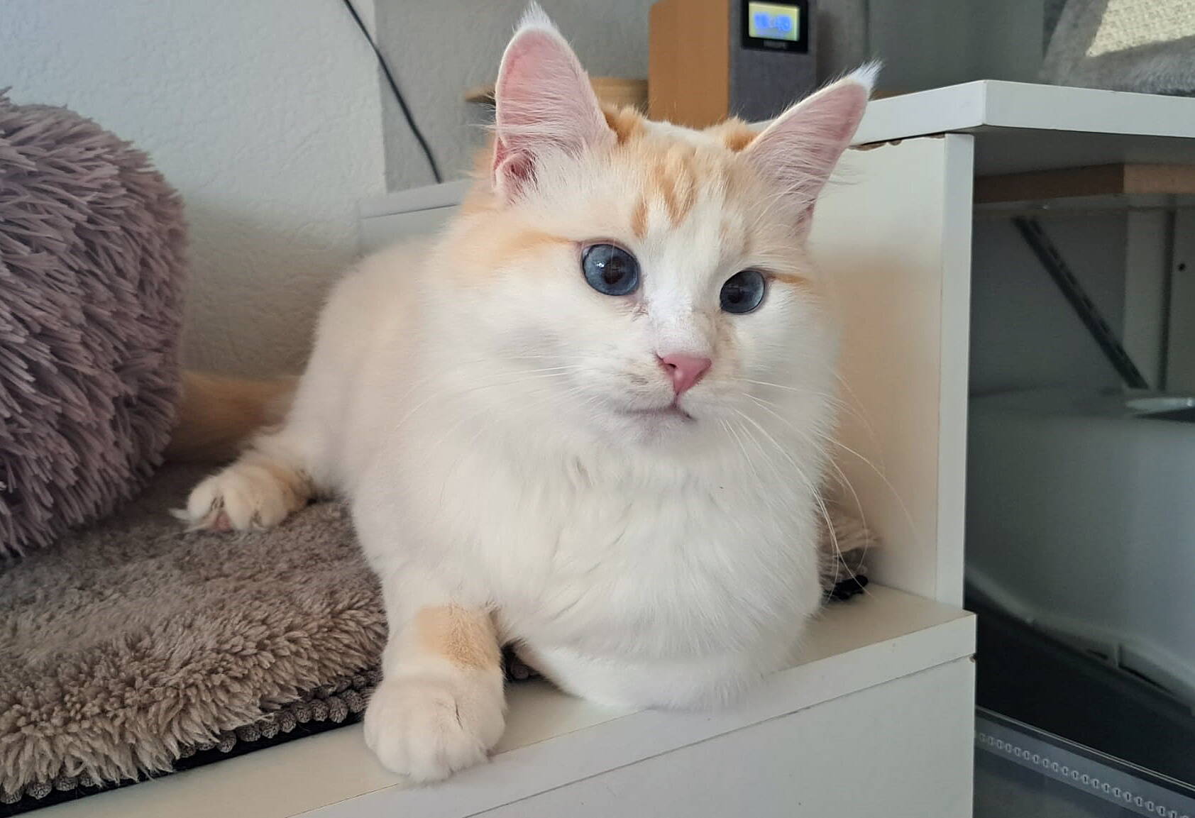 Masha