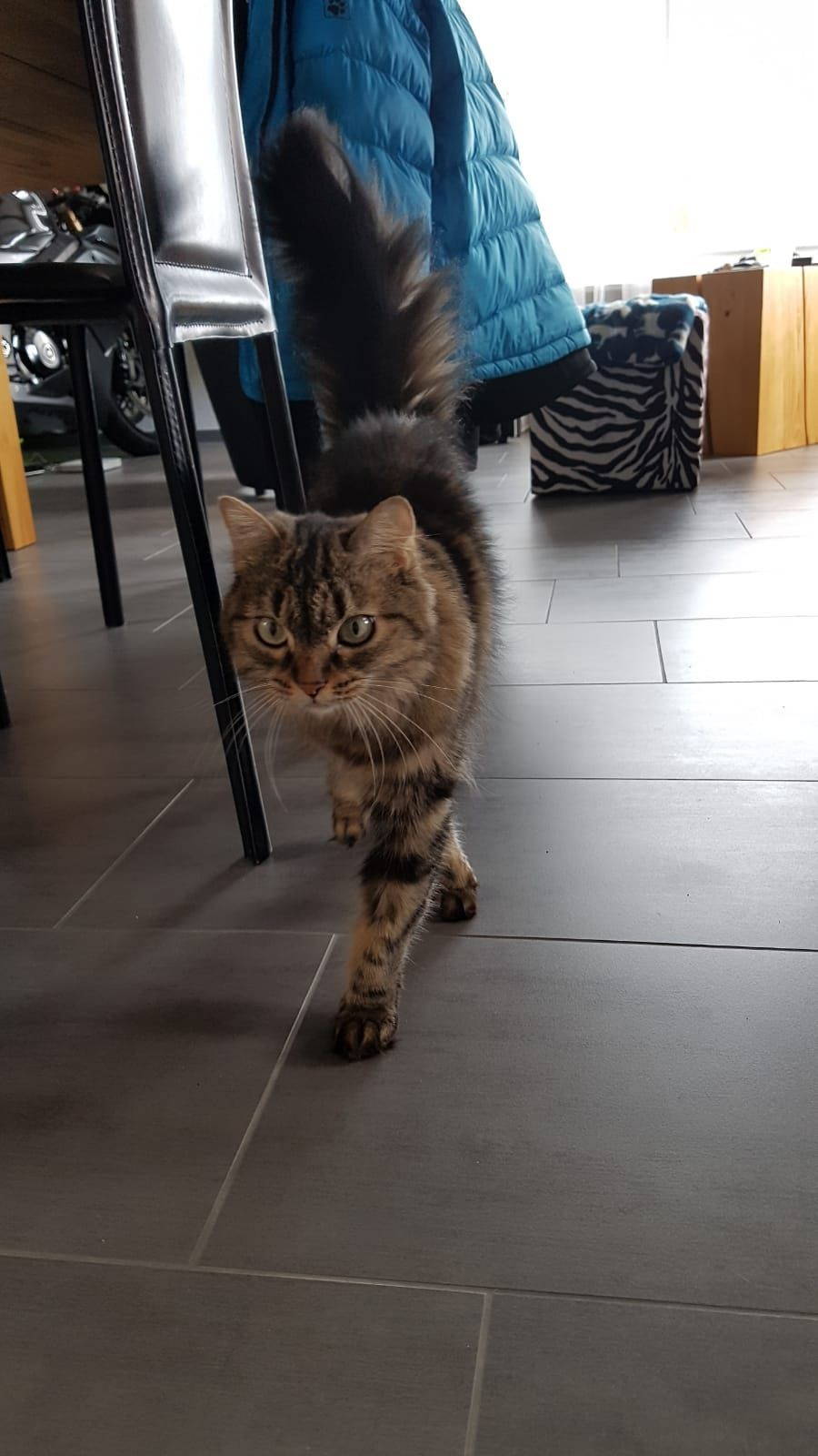 Stellina