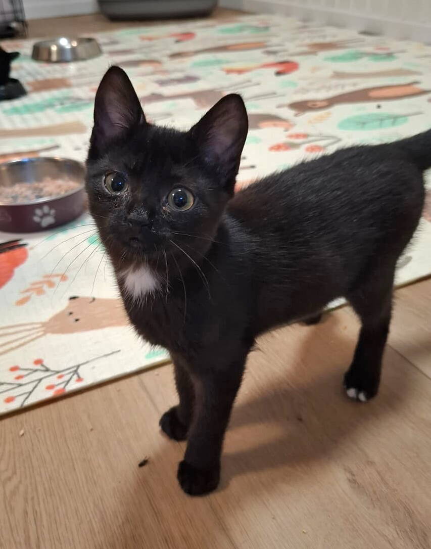 Blacky