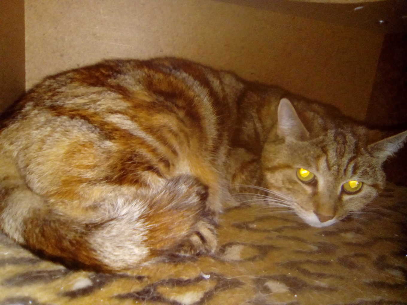 Mickli (Miggeli)