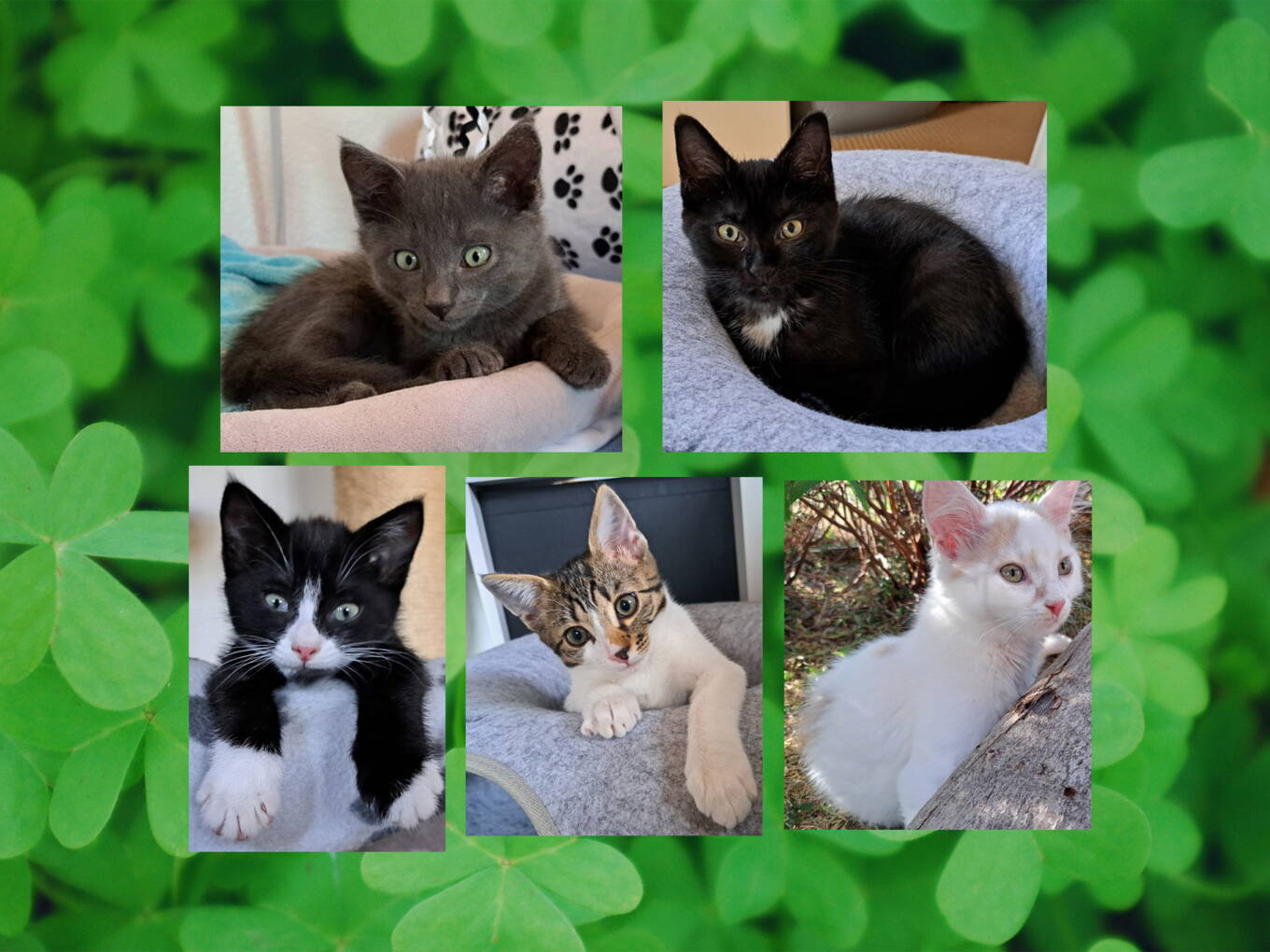 Shamu, Ellie, Lou, Amani und Kayla Shamu, Ellie, Lou, Amani und Kayla