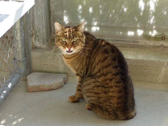 Dinozzo