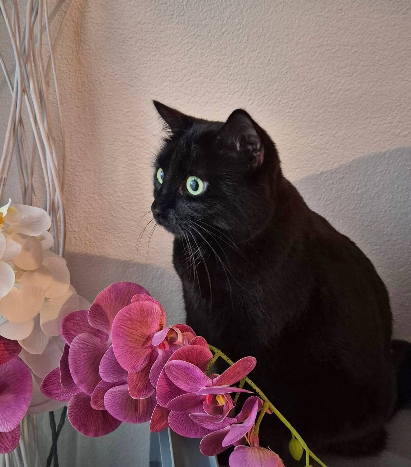 Nala