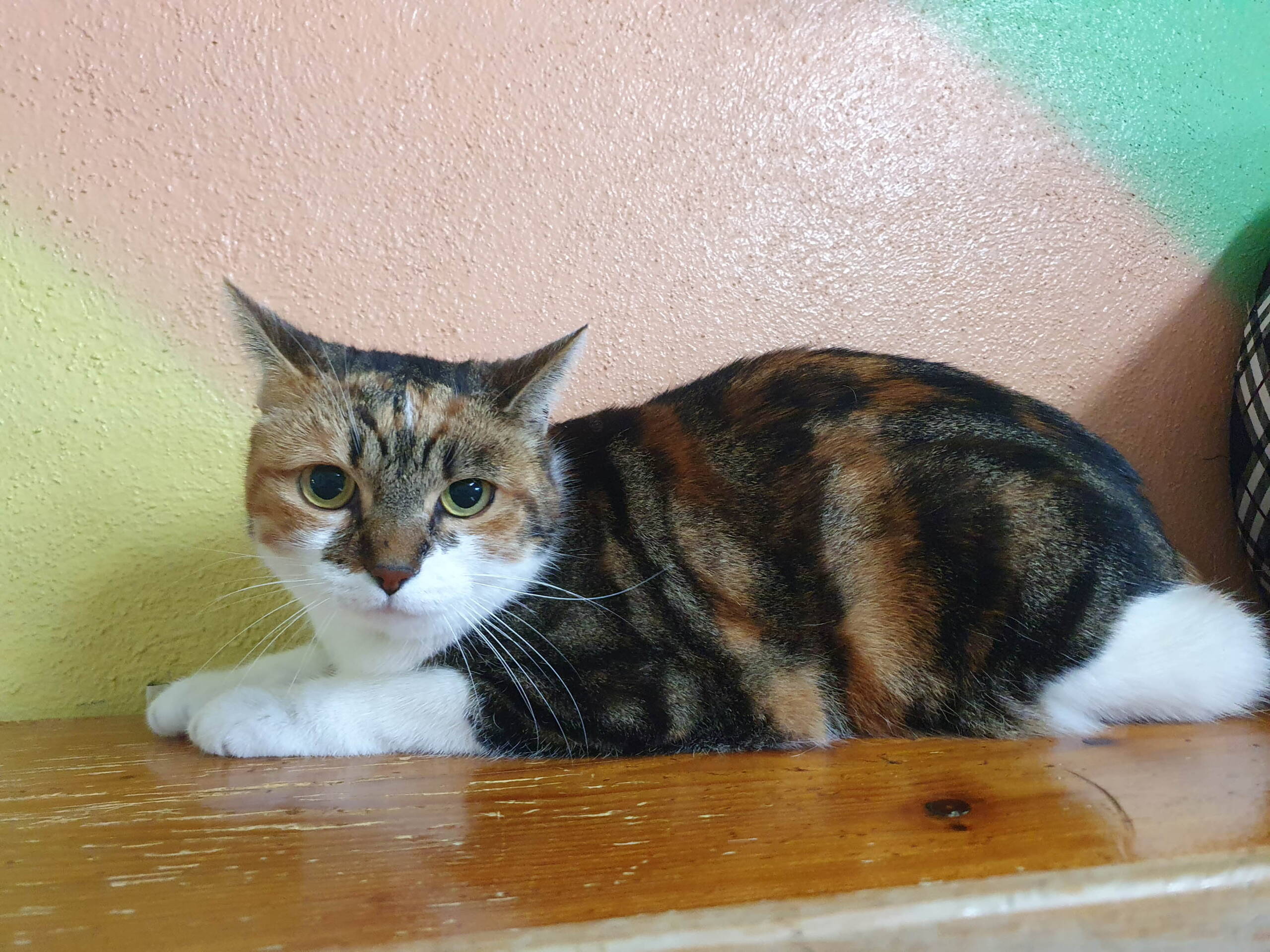 Lolita