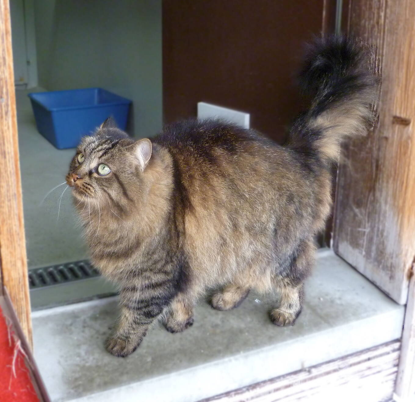 Kimba